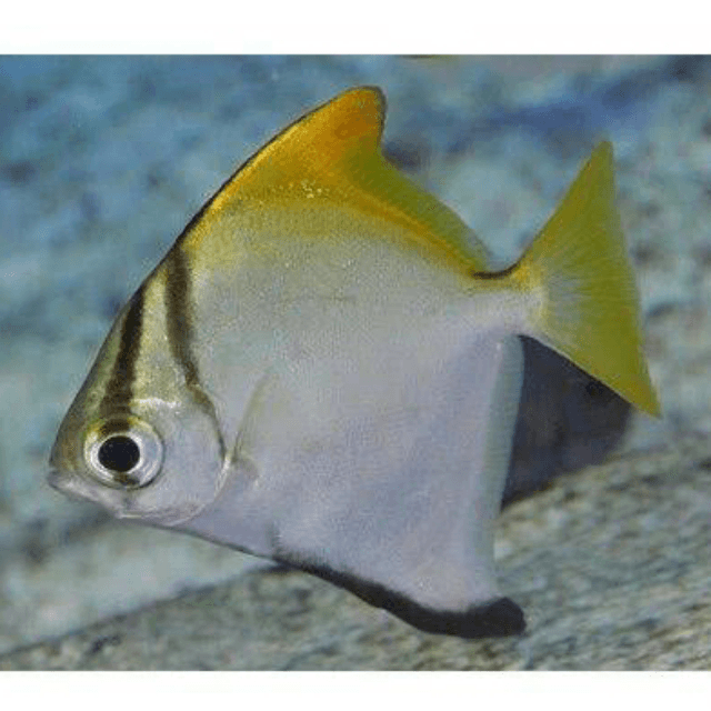 Mono Angel Fish